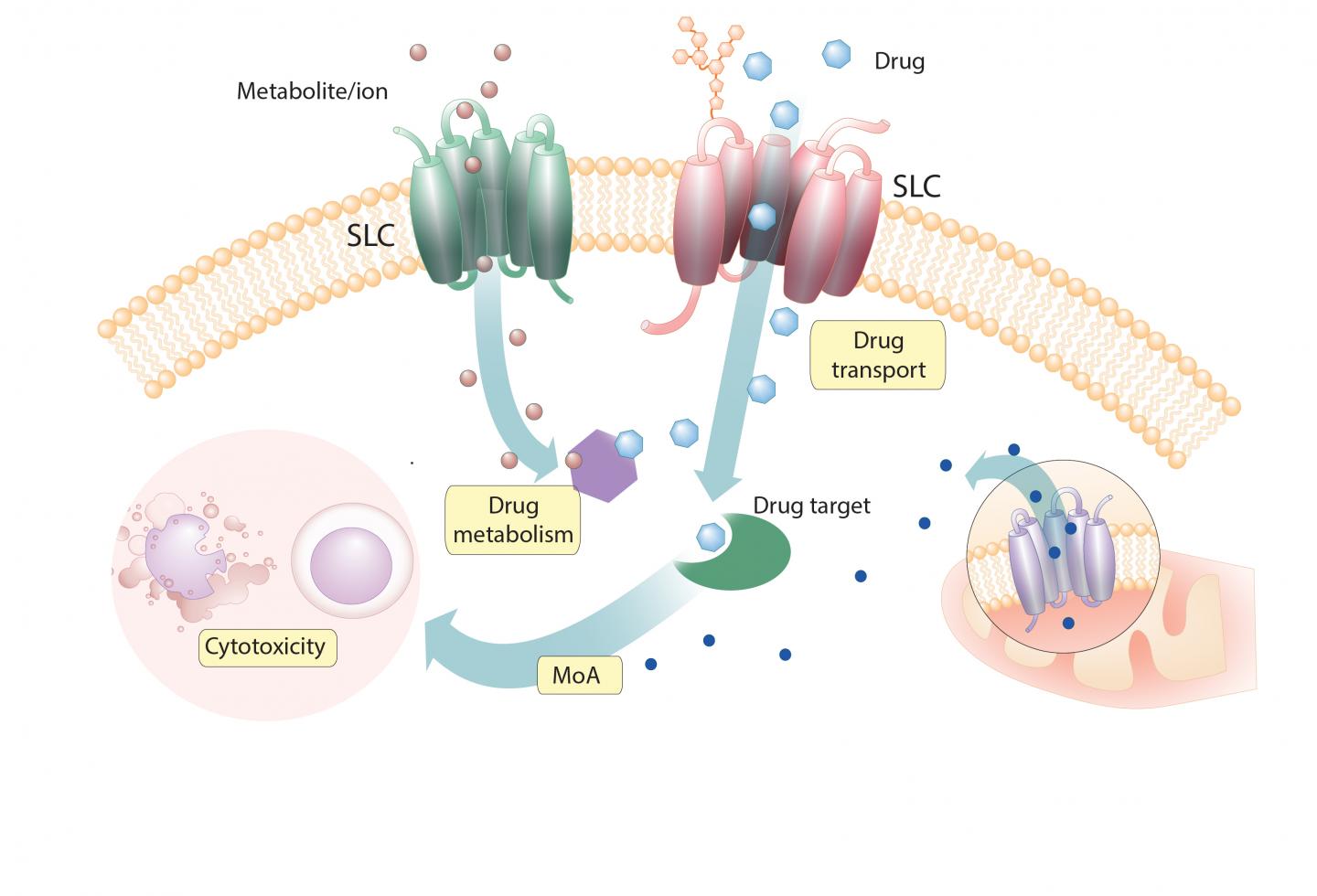 Graphical Abstract