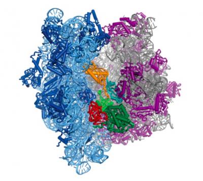 Atom-By-Atom Structure of Ribosome