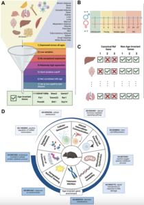 Age-invariant genes: multi-tissue identification and characterization of murine reference genes