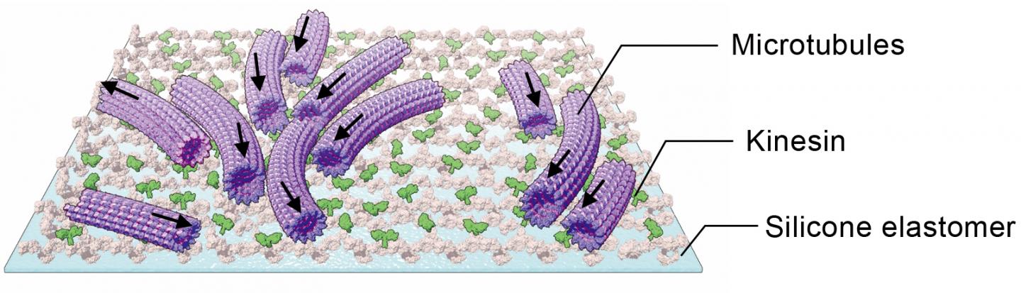 The Molecular Machines Comprising Microtubules and Kinesins