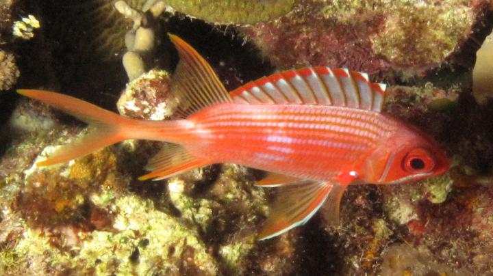 Squirrelfish (<i>Holocentrus rufus</i>) is a Nocturnal Reef Dwelling Fish