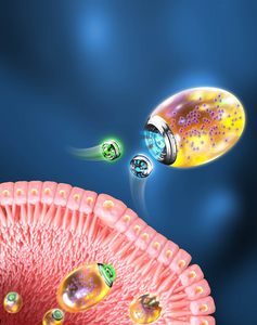 Yeast micro/nanorobots utilize twin-engine to self-propel in gastrointestinal intraluminal and extraluminal environments