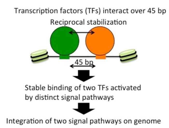 Binding of Atf1 and Rst2 on the chromatin.