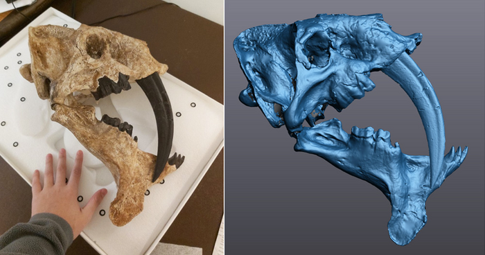 Barbourofelis fricki USNM PAL 531533 and the 3D model resulting from the scan.