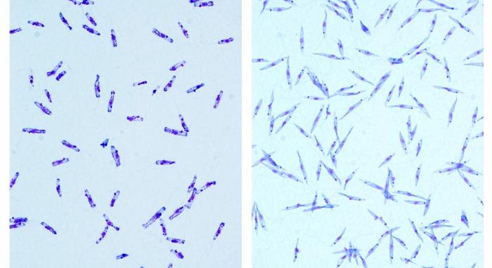 Co-infection by novel species of parasite