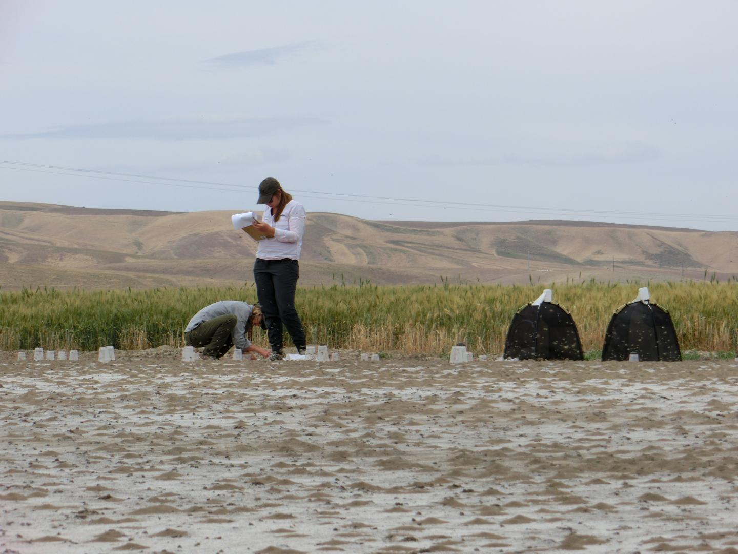 Utah State University Biologists Study Alkali Bees in a Bee Bed in Washington's Touchet Valley
