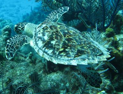 Hawksbill Sea Turtle in the Caribbean