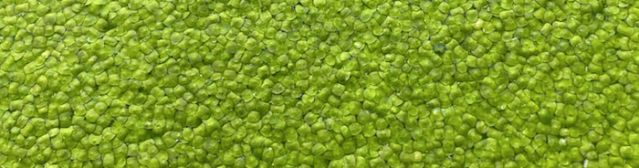 Rutgers duckweed study