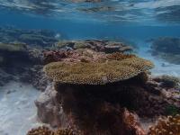 Tabletop Coral 3