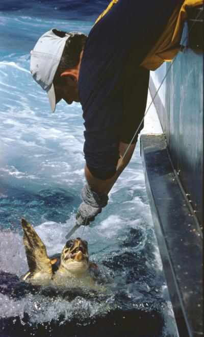 Loggerhead Turtle Capture