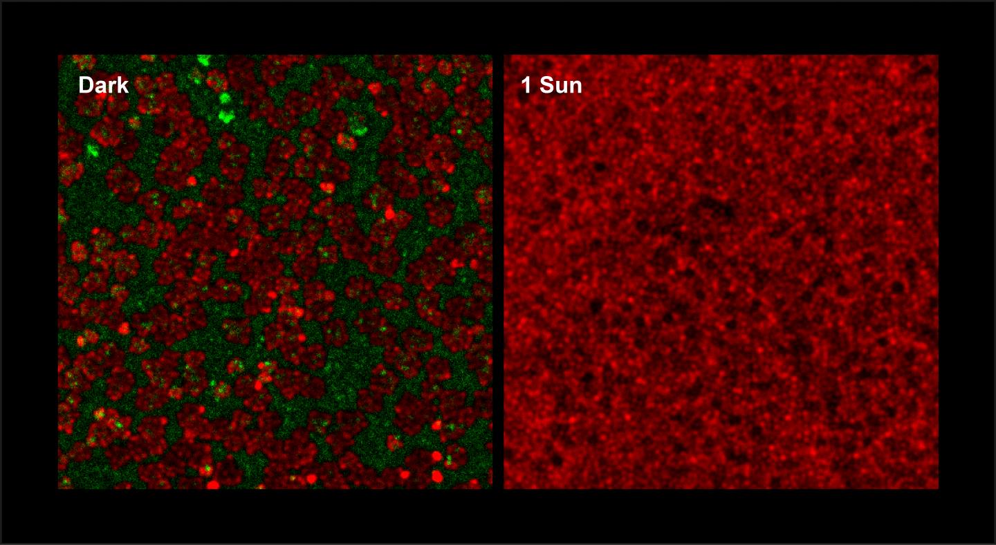 Perovskite Films Prepared in Dark and Light