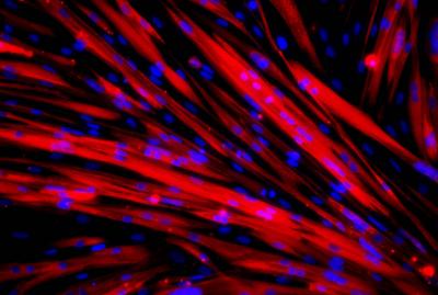 Immunofluorescence Staining of Progenitor Cells