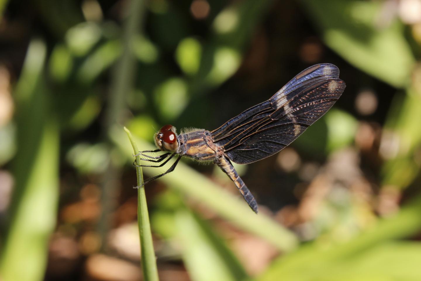 Zenithoptera lanei