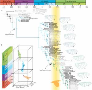 The evolutionary history of Palaeontinidae.