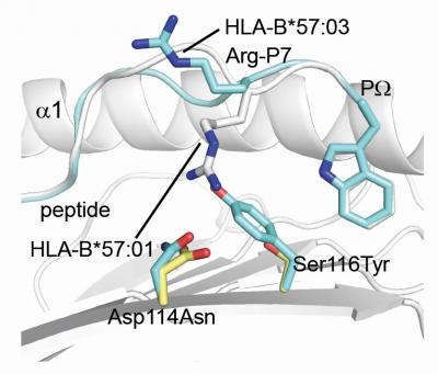 Minor Changes in the HLA Cause Identical Peptides to Adopt Different Shapes