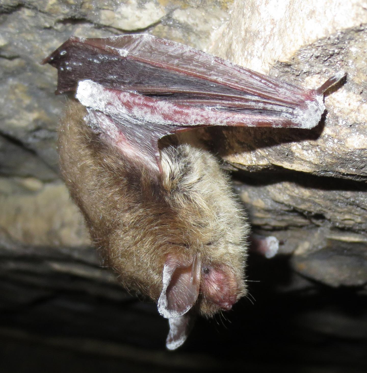 Northern Long-eared Bat with Infection