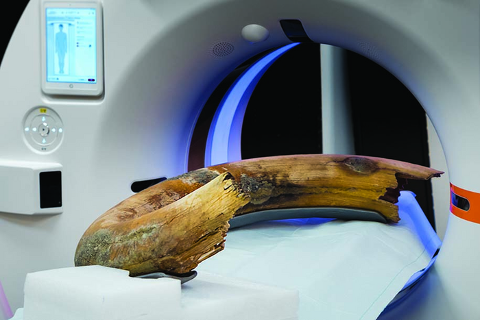 CT Scanner Captures Entire Woolly Mammoth Tusk