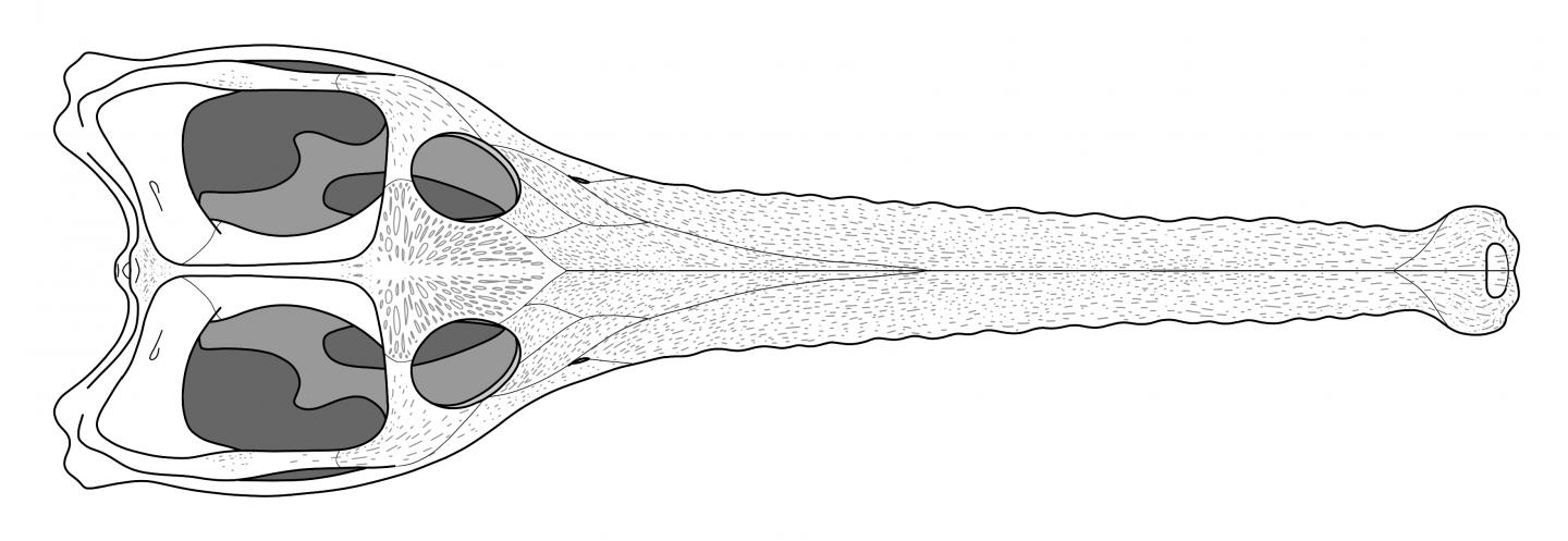 Skull Reconstruction