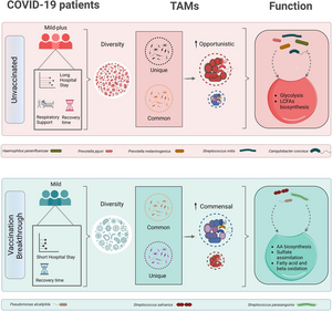 Opportunistic pathogens are less likely to be present in the nose and throat of people vaccinated against COVID-19, who are also less likely to get severe disease compared to non-vaccinated individuals