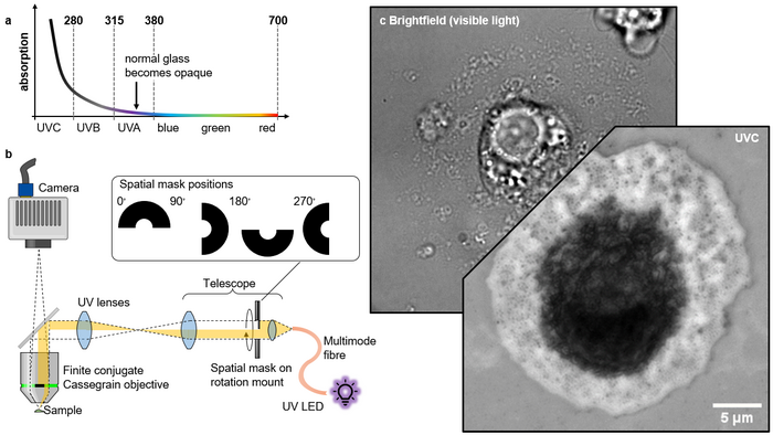UVC microscopy enables label-free high-contrast imaging of nanoscale biological structures.