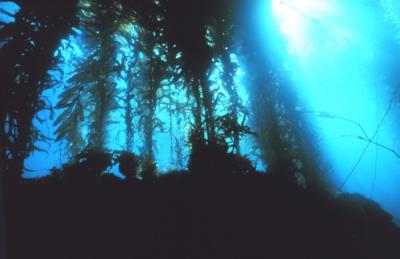 Kelp Forest