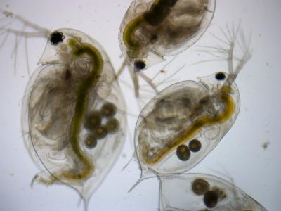 <em>Daphnia pulex</em>