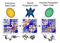 Differences In DNA Folding Between Stem Cells, Neural Progenitor Cells, and iPS Cells