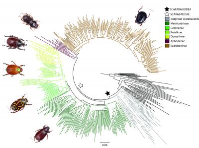 Dung Beetle Molecular Phylogeny