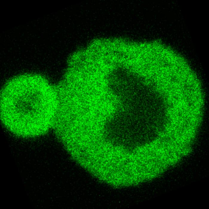 Nanoscale scan image showing protein condensate interaction