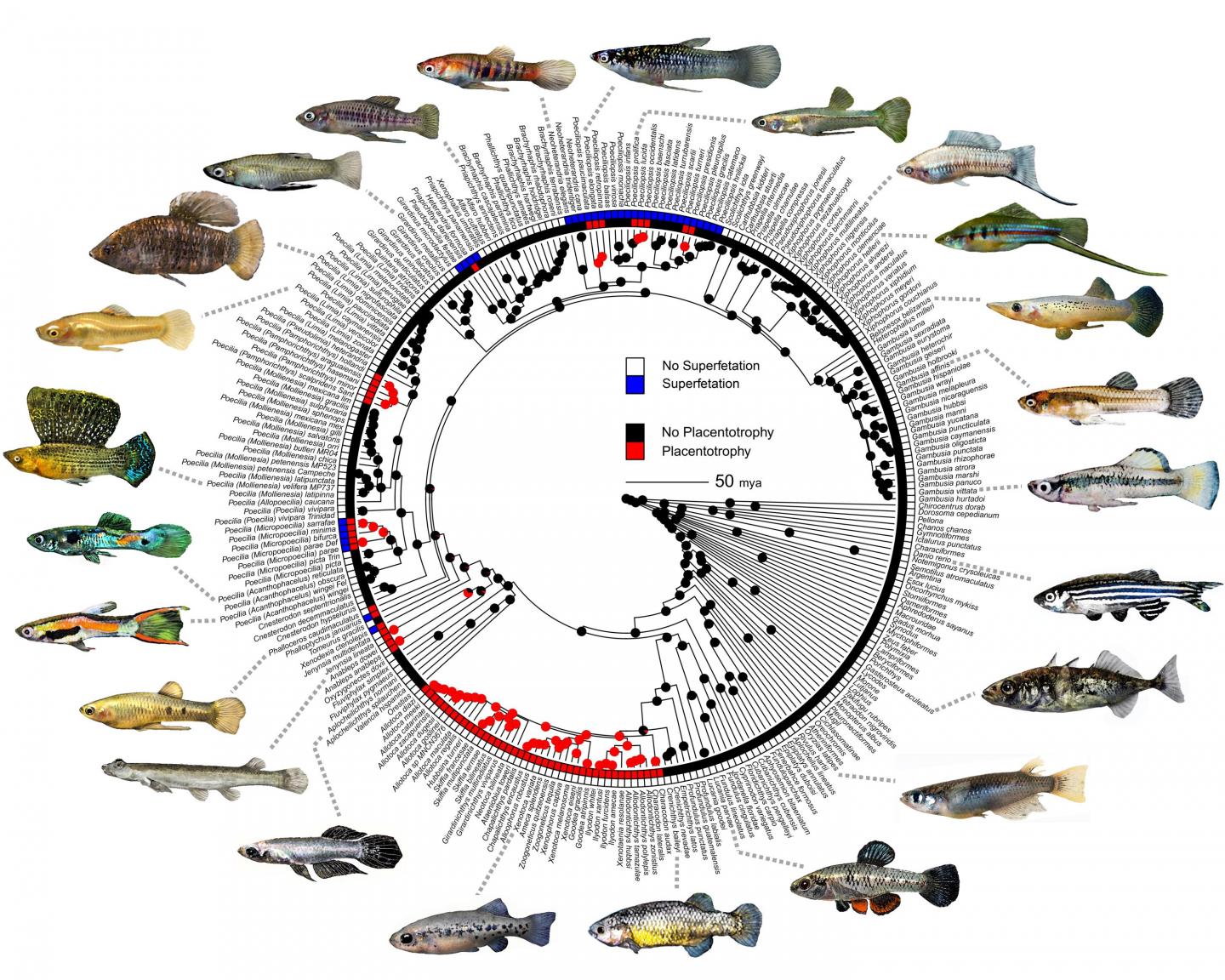 Reconstruction of Fish Family Ancestries