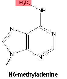 N6-methyladenine
