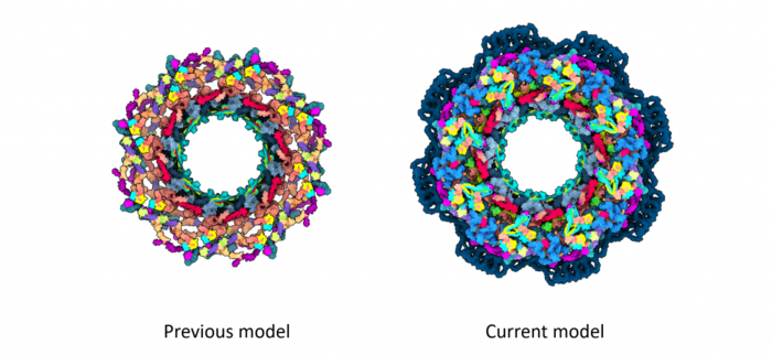 Human NPC before and after using AlphaFold and cryo-ET