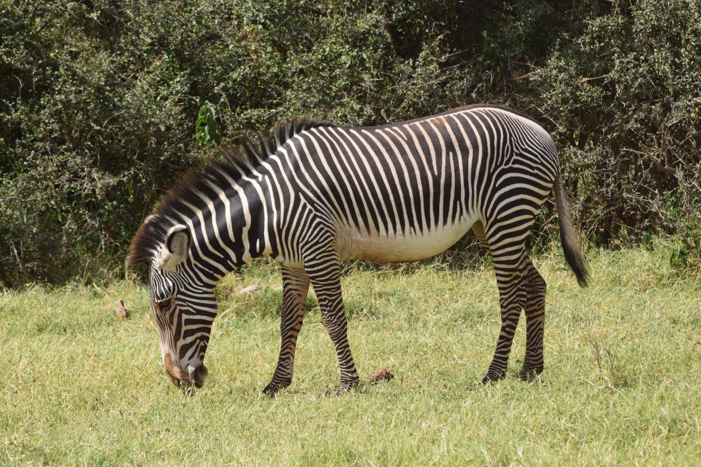 Zebra Grazing IMAGE EurekAlert Science News Releases