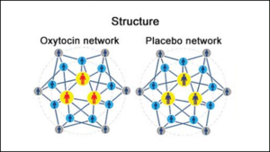 Oxytocin Spreads Cooperation in Social Networks