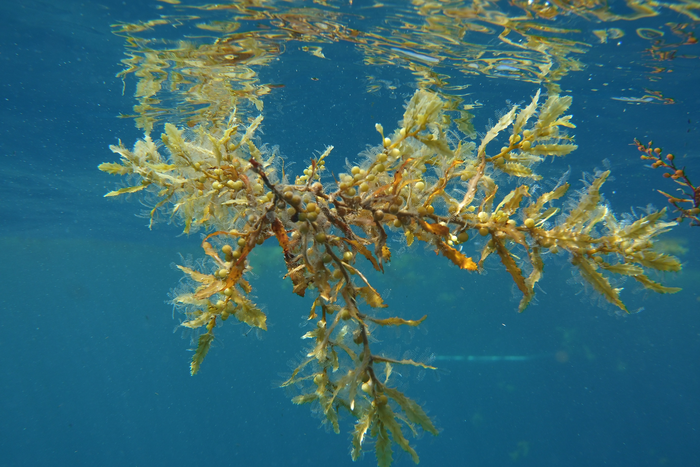Seaweed Sargassum natans