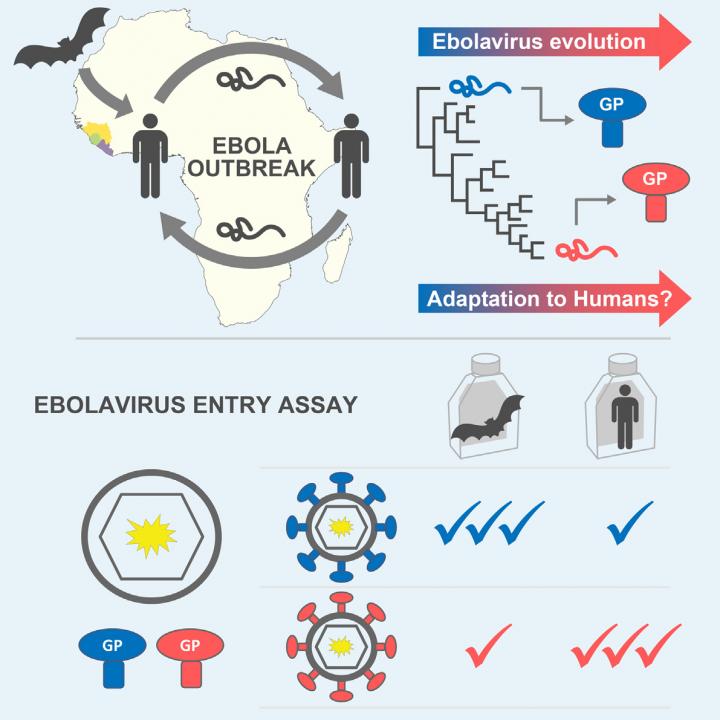 Ebola Virus Increases Tropism for Human Cells
