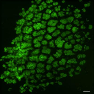 Compressed Tooth-Precursor Cells