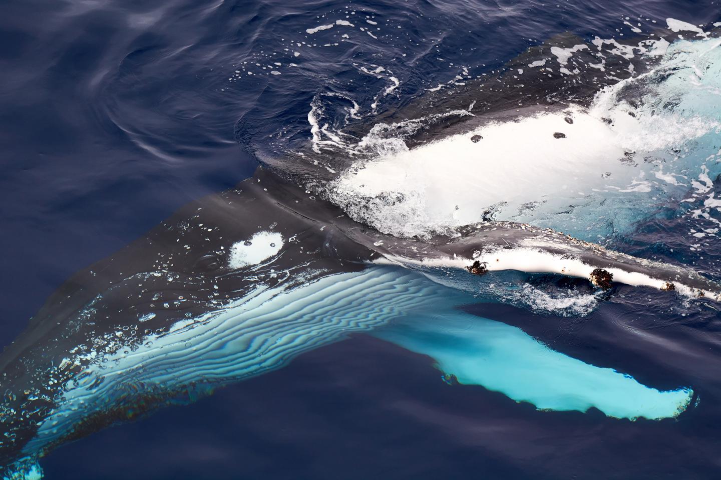 Humpback Whale
