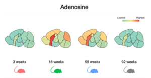 A Map of Metabolism in the Aging Mouse Brain