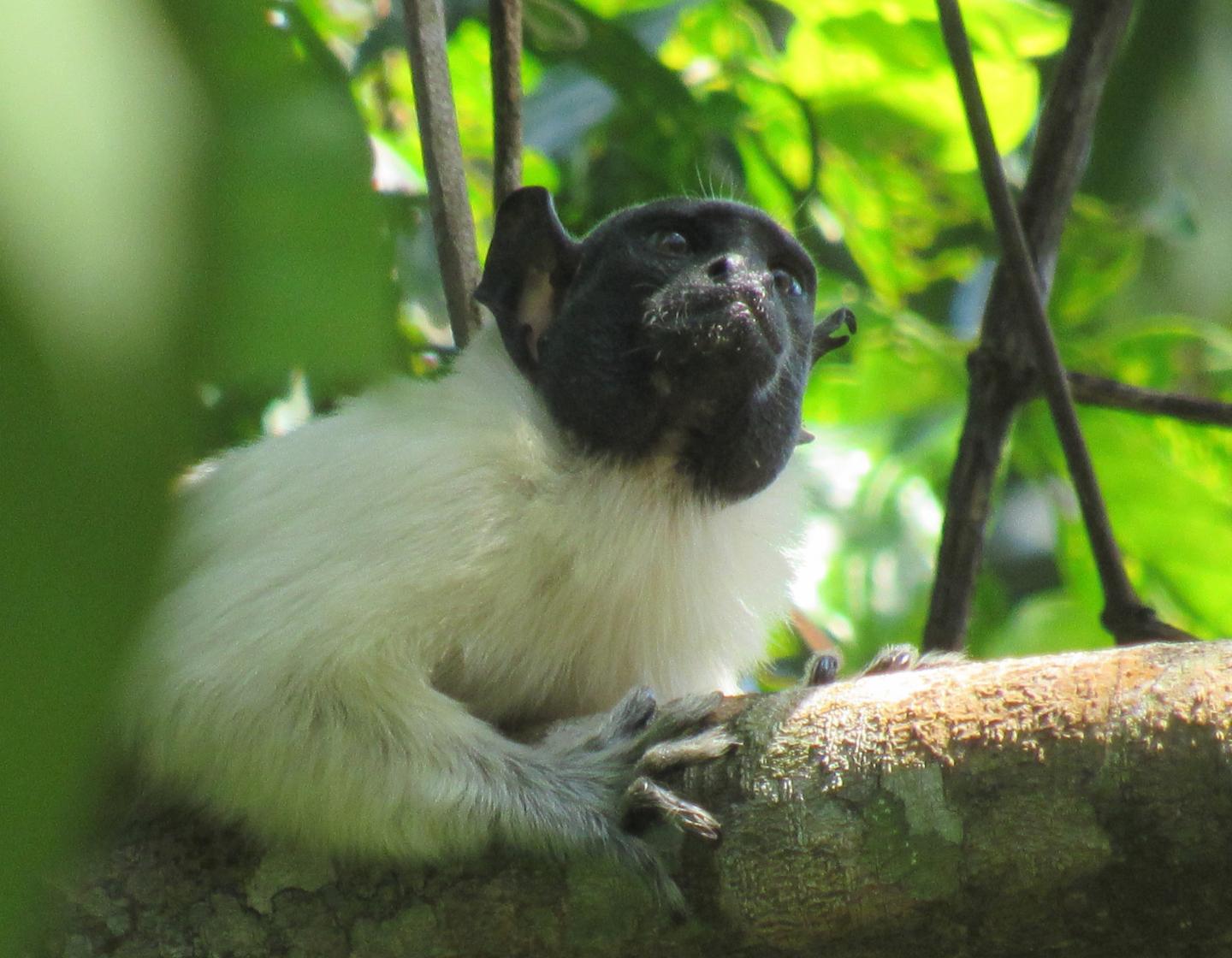 Pied tamarin (Saguinus bicolor)