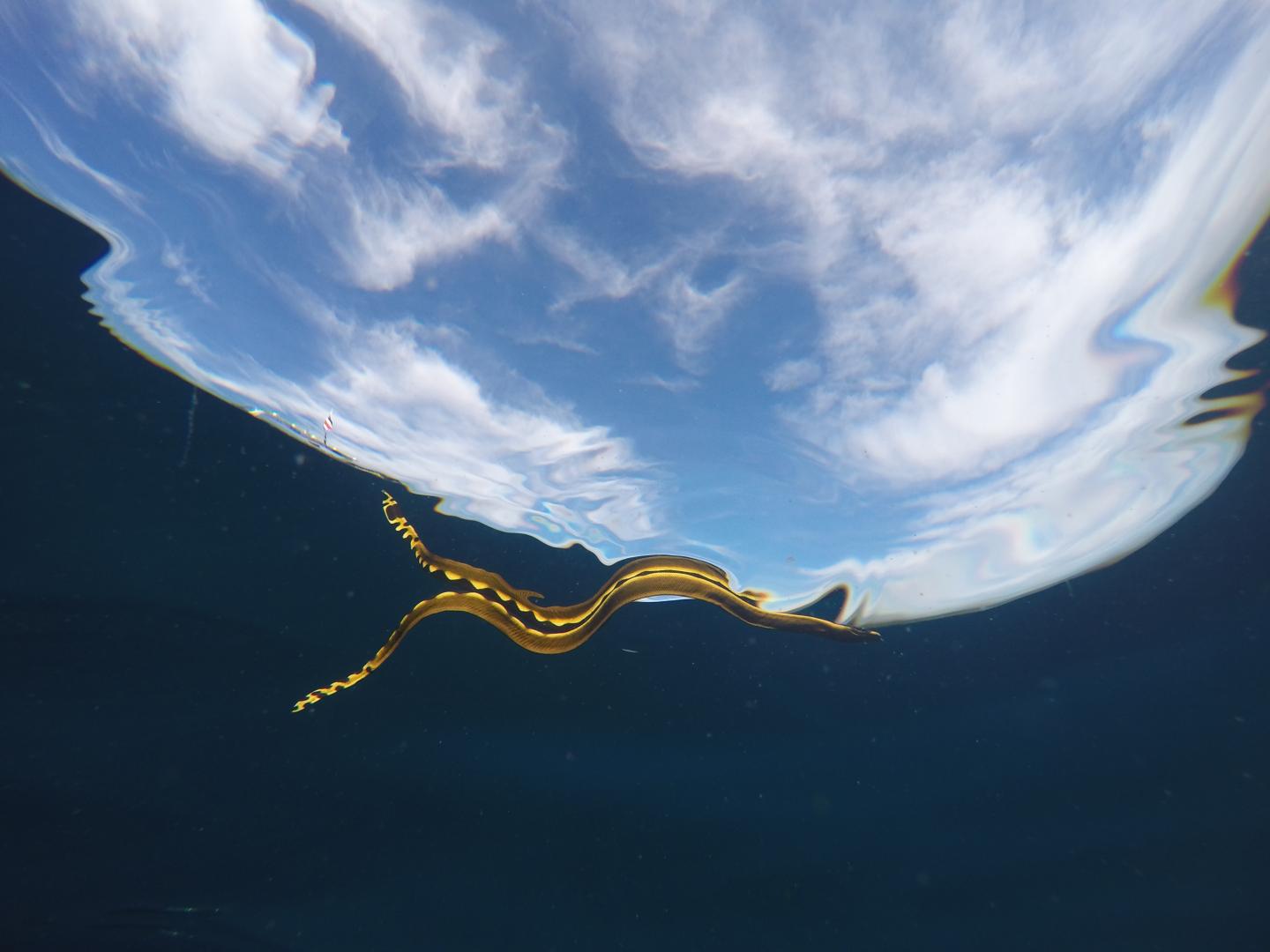 A Yellow-Bellied Sea Snake