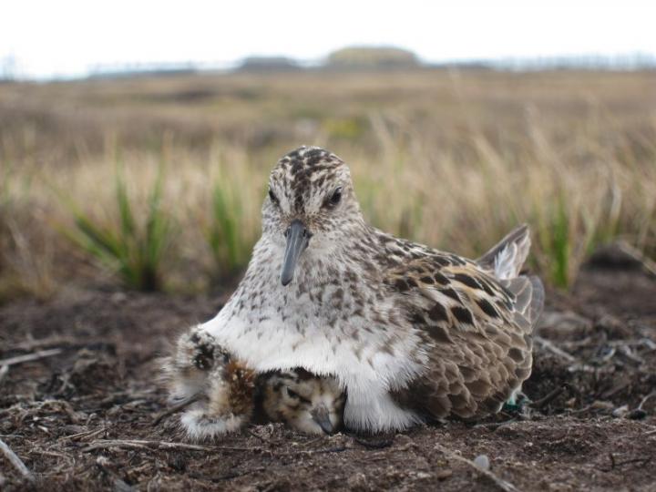 A Semipalmated Sandpiper