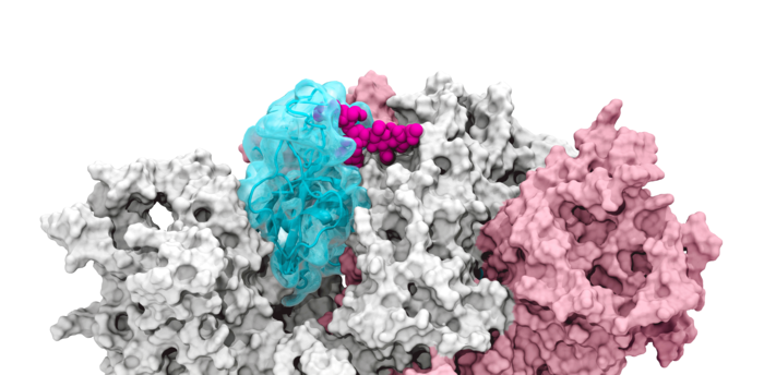 The Glycan Gate Opens