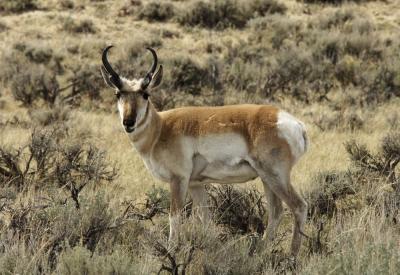 Yellowstone Pronghorn