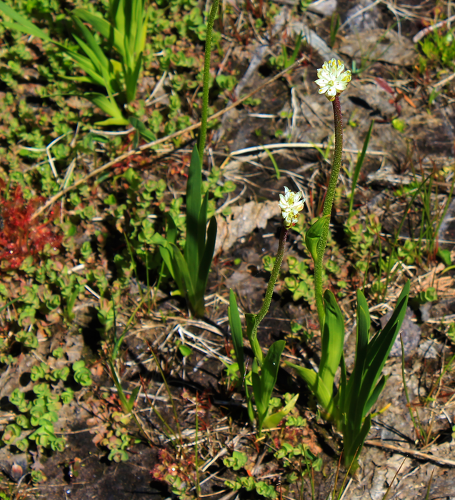 Triantha occidentalis