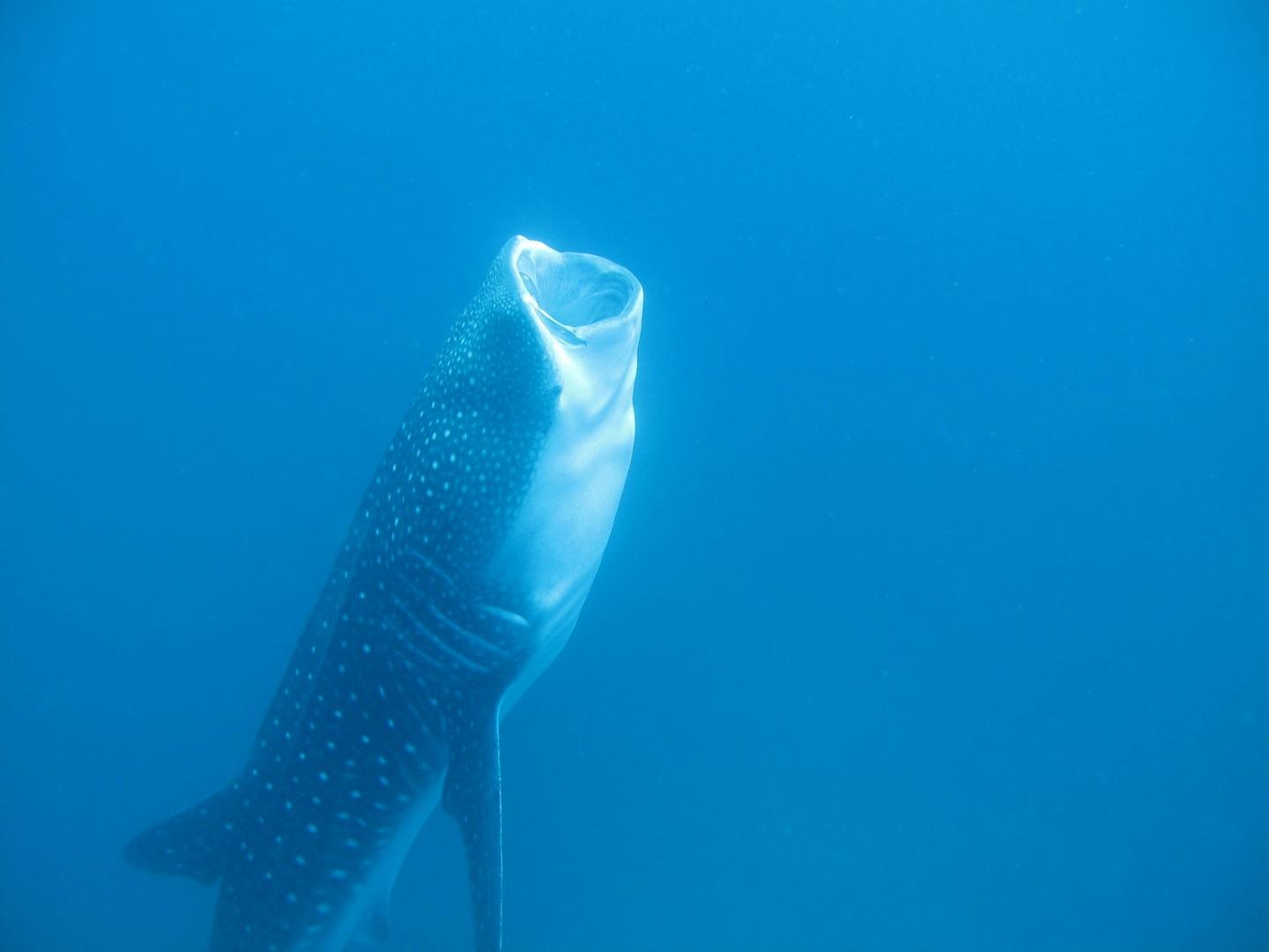 whale shark eating fish from net