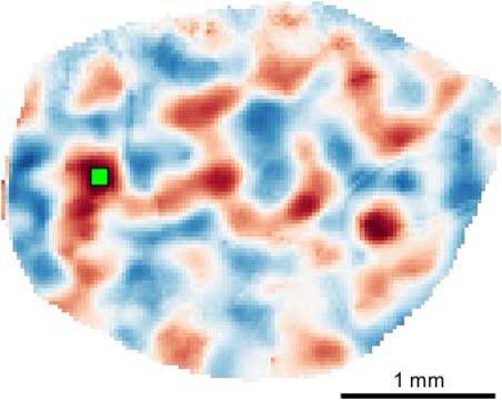 Spontaneous Activity Exhibits Remarkably Widespread and Specific Correlation Patterns