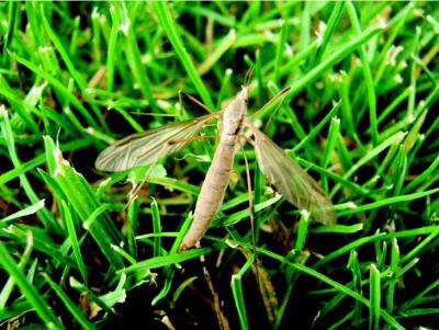 Adult Crane Fly in Turf