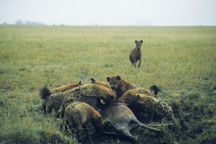 Hyenas having lunch