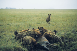 Hyenas having lunch